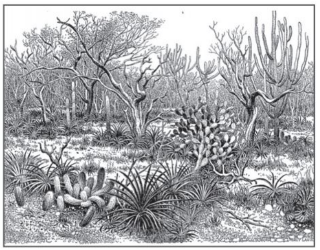 Questões sobre a Caatinga - NerdProfessor